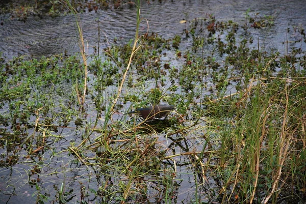 Oiseau Dans Everglades National Park Floride — Photo