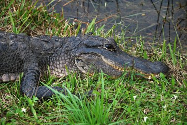 Alligator Head Everglades Ulusal Parkı, Florida