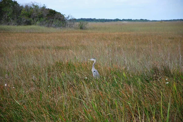 Bird in Everglades National Park, Florida