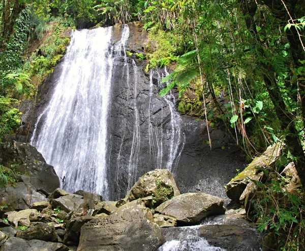Porto Riko Adası 'ndaki El Yunque Yağmur Ormanı' nda Şelale
