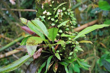 Porto Riko Adası 'ndaki El Yunque Yağmur Ormanı' nda bitki yetiştirme
