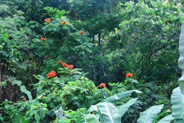 Porto Riko Adası 'ndaki El Yunque yağmur ormanlarında çiçek açar.
