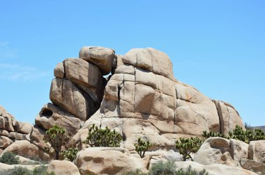 Joshua Tree Ulusal Parkı, Kaliforniya 'da Kayalar ve Bitkiler