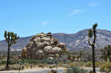 Joshua tree national park, Kaliforniya'da manzara