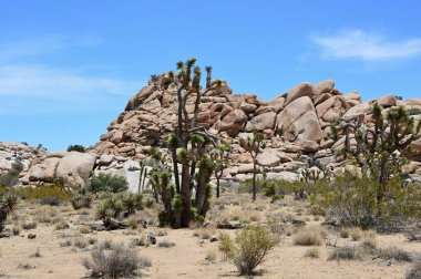 Joshua tree national park, Kaliforniya'da manzara