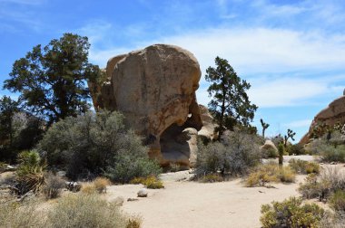 Rock in Joshua Tree Ulusal Parkı, California