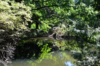 Pond in the Park Big Tiergarten in Berlin, the Capital City of Germany