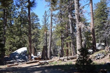 San Jacinto Dağı manzarası California