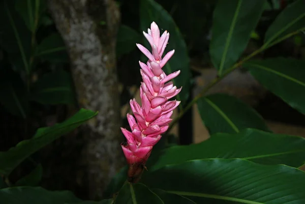 Цветок Тропическом Лесу Эль Юнке Острове Пуэрто Рико Лицензионные Стоковые Фото