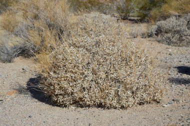 Joshua Tree Ulusal Parkı, Kaliforniya 'da bitki yetiştirme