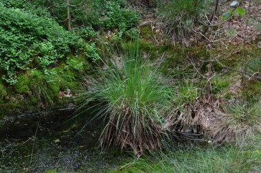 Grundloser Gölü manzarası. Bak, Walsrode, Aşağı Saksonya.
