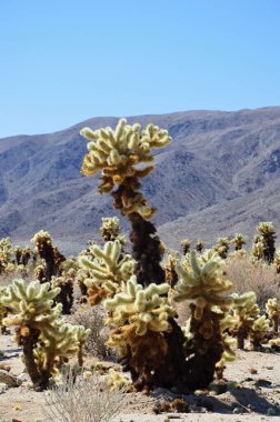 Joshua Tree Ulusal Parkı, Kaliforniya 'da bitki yetiştirme