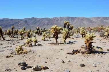 Joshua tree national park, Kaliforniya'da manzara