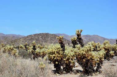 Joshua tree national park, Kaliforniya'da manzara