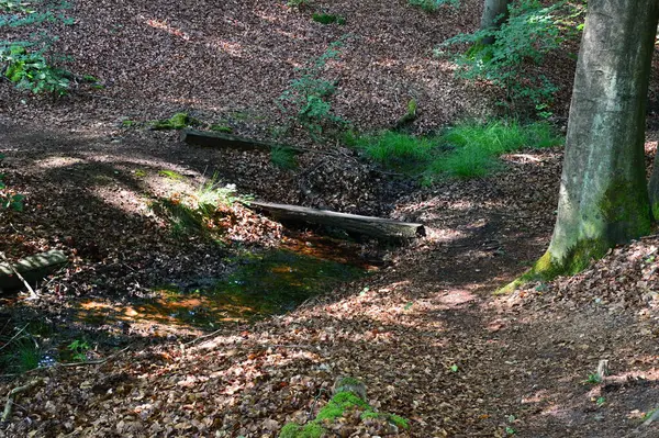 Stock image Forest Landscape in the Town Walsrode, Lower Saxony