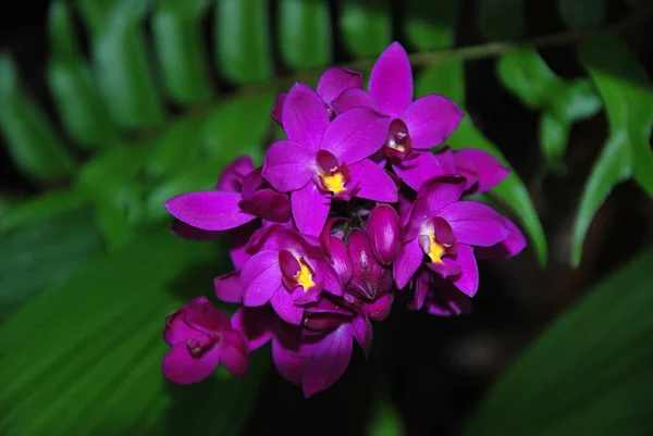 Цветок Тропическом Лесу Эль Юнке Острове Пуэрто Рико Стоковое Фото