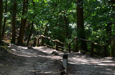 Trail in Spring in the Forest Grunewald in Berlin, the Capital City of Germany