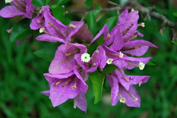 Квітка Цвітіння Ель Яру Дощовий Ліс Острові Пуерто Рико Стокове Зображення