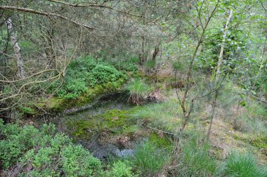 Fen Grundlose Mağarası, Walsrode, Aşağı Saksonya