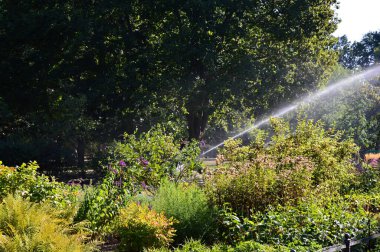 Almanya 'nın başkenti Berlin' in Wilmersdorf semtindeki Park Volkspark 'taki bahçe.
