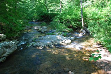 Shenandoah Ulusal Parkı, Virginia
