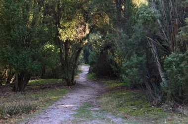 Heath Tietlinger 'da manzara Heide, Walsrode, Aşağı Saksonya