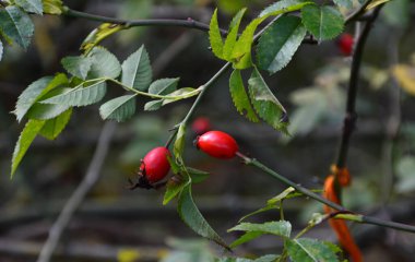 Sonbaharda Rose Hip, Brandenburg 'un başkenti Potsdam' daki Park Neuer Bahçesinde.