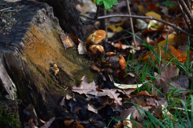 Sonbaharda Heath Tietlinger Heide, Walsrode, Lower Saxony 'de manzara