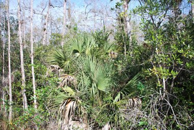 Everglades Ulusal Parkı, Wyoming 'deki Bataklık Manzarası