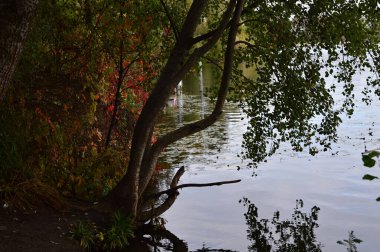 Almanya 'nın başkenti Berlin' deki Peninsula Stralau 'daki Spree Nehri' nde sonbahar.