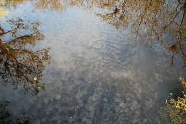 Bataklık Manzarası Everglades Ulusal Parkı, Florida