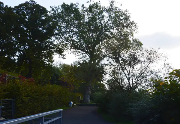 Almanya 'nın başkenti Berlin' deki Yarımada Stralau 'da Sonbahar