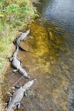 Everglades Ulusal Parkı, Florida'da timsahlar