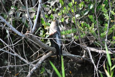 Anmeninga Kuşu Everglades Ulusal Parkı, Florida