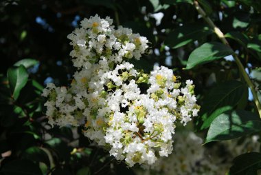 Savannah, Georgia 'nın Eski Kasabasında Çiçekler