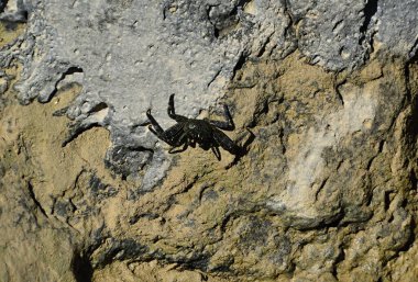 Hawaii 'nin başkenti Honolulu' da Waikiki Sahili 'nde Yengeç