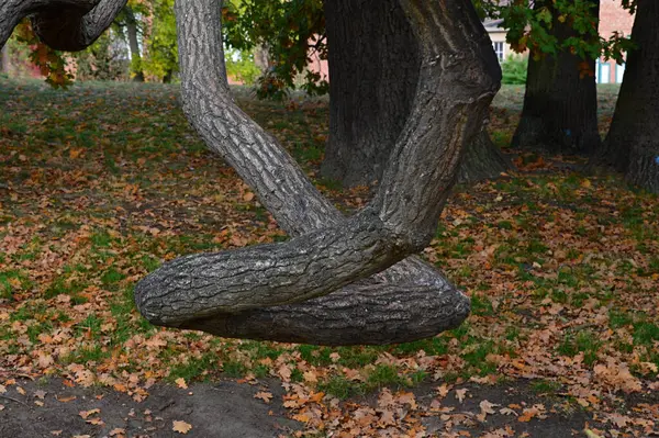 Brandenburg 'un başkenti Potsdam' daki Park Neuer Bahçesi 'nde sonbahar.