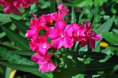 Savannah, Georgia 'daki Çiçek Çiçeği