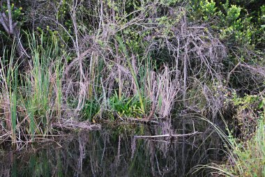 Bataklık Manzarası Everglades Ulusal Parkı, Florida