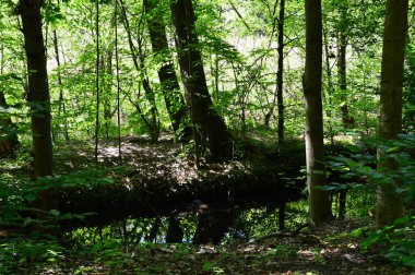 İlkbaharda Riemeister Fen 'de bataklık manzarası. Berlin' de Grunewald Mahallesi, Almanya 'nın başkenti.