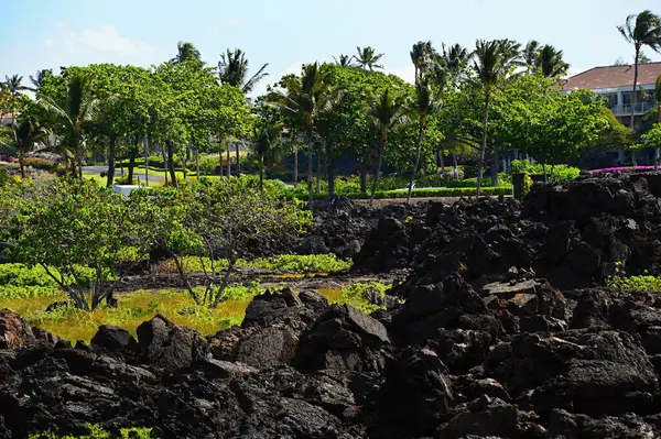 Büyük Ada Hawaii 'de Waikoloa' da Pasifik 'teki Lav Sahili.