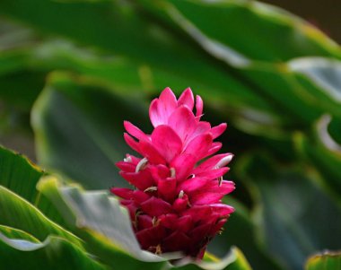 Waikiki Sahili 'nde Çiçek Çiçeği, Oahu Adası, Hawaii