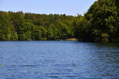 Baharda manzara Krumme Lanke Gölü 'nde Grunewald Ormanı' nda Berlin, Almanya 'nın başkenti