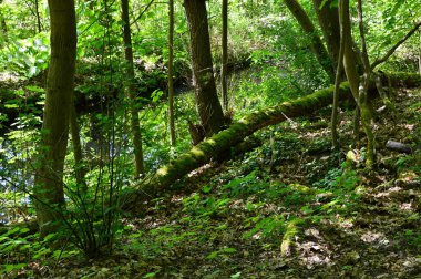 Almanya 'nın başkenti Berlin' deki Grunewald Ormanı 'ndaki Riemeisterfenn Gölü manzarası