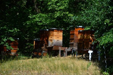 Bee Hives on the Hill Telegrafenberg in Potsdam, the Capital of Brandenburg clipart