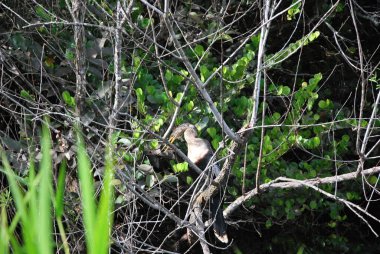 Anmeninga Kuşu Everglades Ulusal Parkı, Florida