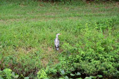 Heron Everglades Ulusal Parkı, Florida