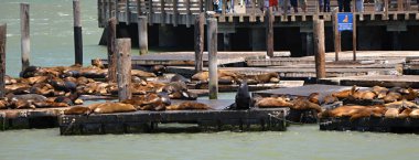 San Francisco Körfezi, Kaliforniya 'da Deniz Aslanları