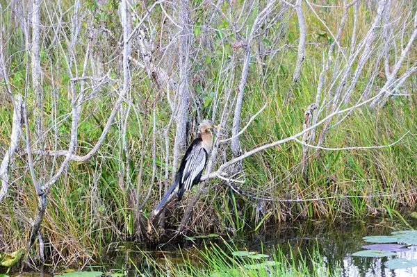 stock image Anhinga Bird in Everglades National Park, Florida