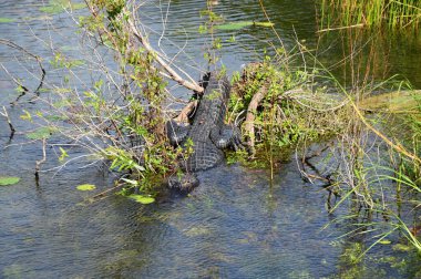 Timsah everglades Ulusal Park, florida